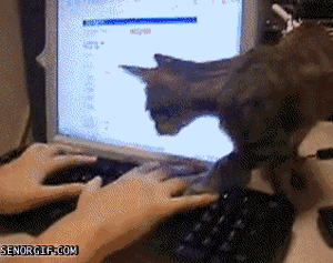 Keyboard Cat